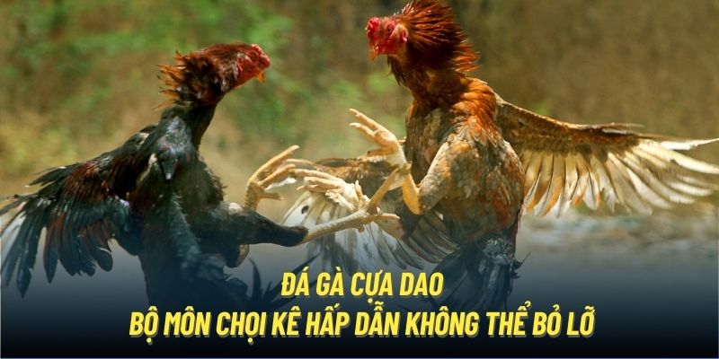 da-ga-cua-dao